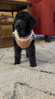Anne standard poodle champion , a female Poodle - Standard  for sale in Laurel, MD – 7 of 9