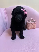 Anne standard poodle , a female Poodle - Standard  for sale in Laurel, MD – 5 of 9