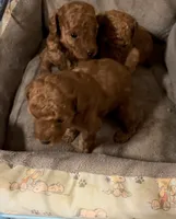 Tiny chester , a male Poodle - Toy  for sale in Laurel, MD – 5 of 5
