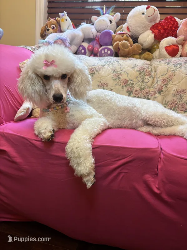 Anne standard poodle  – Poodle - Standard  puppy for sale in Laurel, MD