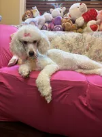 Anne standard poodle , a female Poodle - Standard  for sale in Laurel, MD – 1 of 4