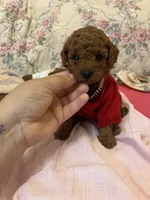 chester , a male Poodle - Toy  for sale in Laurel, MD – 6 of 10