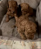 Tiny chester , a male Poodle - Toy  for sale in Laurel, MD – 2 of 5