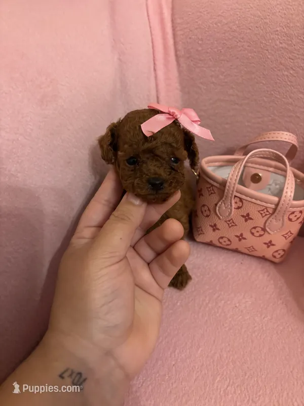 Tiny Bella – Poodle - Toy  puppy for sale in Laurel, MD