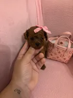 Tiny Bella, a female Poodle - Toy  for sale in Laurel, MD – 1 of 1