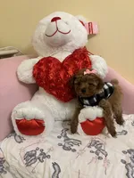Ruby, a female Poodle - Toy  for sale in Laurel, MD – 3 of 10