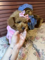 processed/e5e95ab8-8840-41dc-a822-fe9fd2d351f0/listing/6e08144f-78c6-44ad-84de-e7fb38e12dd4/99123ce3-3e16-4135-b92c-518c98dcecb2