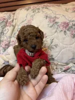 chester , a male Poodle - Toy  for sale in Laurel, MD – 4 of 10
