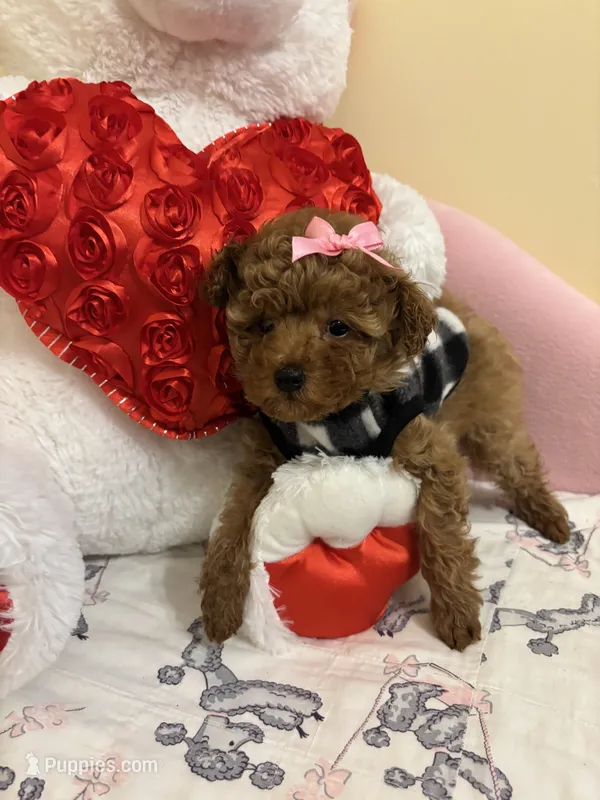 Ruby – Poodle - Toy  puppy for sale in Laurel, MD