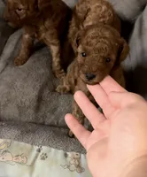 Tiny chester , a male Poodle - Toy  for sale in Laurel, MD – 1 of 5