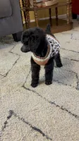 Anne standard poodle champion , a female Poodle - Standard  for sale in Laurel, MD – 8 of 9