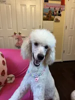 Anne standard poodle , a female Poodle - Standard  for sale in Laurel, MD – 2 of 4