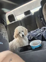 Luna standard poodle, a female Poodle - Standard  for sale in Laurel, MD – 1 of 1
