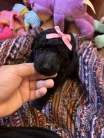 Anne standard poodle , a female Poodle - Standard  for sale in Laurel, MD – 9 of 9
