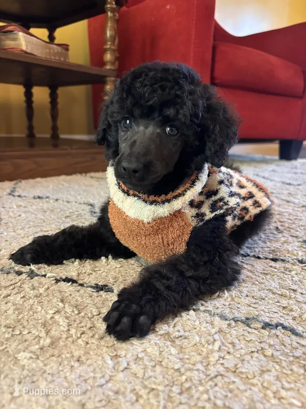 Anne standard poodle champion  – Poodle - Standard  puppy for sale in Laurel, MD