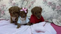 chester , a male Poodle - Toy  for sale in Laurel, MD – 2 of 10