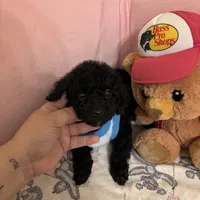 Toy poodle Benny, a male Poodle - Toy  for sale in Laurel, MD – Photo 9 of 10