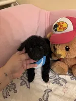 Toy poodle Benny, a male Poodle - Toy  for sale in Laurel, MD – Photo 9 of 10