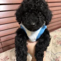 Toy poodle Benny, a male Poodle - Toy  for sale in Laurel, MD – Photo 10 of 10