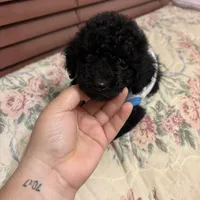 Toy poodle Benny, a male Poodle - Toy  for sale in Laurel, MD – Photo 3 of 10