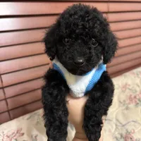 Toy poodle Benny, a male Poodle - Toy  for sale in Laurel, MD – Photo 5 of 10