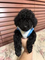 Toy poodle Benny, a male Poodle - Toy  for sale in Laurel, MD – Photo 5 of 10
