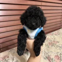 Toy poodle Benny, a male Poodle - Toy  for sale in Laurel, MD – Photo 1 of 10