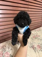 Toy poodle Benny, a male Poodle - Toy  for sale in Laurel, MD – Photo 1 of 10