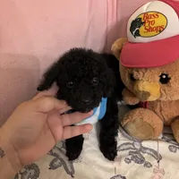 Toy poodle Benny, a male Poodle - Toy  for sale in Laurel, MD – Photo 4 of 10