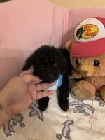 Toy poodle Benny, a male Poodle - Toy  for sale in Laurel, MD – Photo 4 of 10