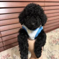 Toy poodle Benny, a male Poodle - Toy  for sale in Laurel, MD – Photo 6 of 10