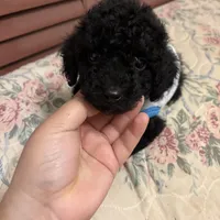 Toy poodle Benny, a male Poodle - Toy  for sale in Laurel, MD – Photo 2 of 10