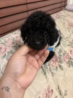 Toy poodle Benny, a male Poodle - Toy  for sale in Laurel, MD – Photo 2 of 10