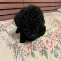 Toy poodle Benny, a male Poodle - Toy  for sale in Laurel, MD – Photo 7 of 10