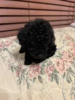 Toy poodle Benny, a male Poodle - Toy  for sale in Laurel, MD – Photo 7 of 10