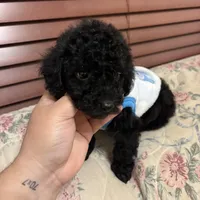 Toy poodle Benny, a male Poodle - Toy  for sale in Laurel, MD – Photo 8 of 10