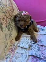 Ruby, a female Poodle - Toy  for sale in Laurel, MD – 7 of 10
