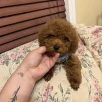 Leo toy poodle , a male Poodle - Toy  for sale in Laurel, MD – Photo 8 of 10