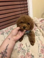 Leo toy poodle , a male Poodle - Toy  for sale in Laurel, MD – Photo 8 of 10