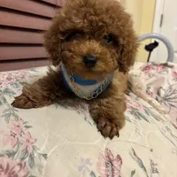 Leo toy poodle , a male Poodle - Toy  for sale in Laurel, MD – Photo 9 of 10