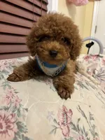 Leo toy poodle , a male Poodle - Toy  for sale in Laurel, MD – Photo 9 of 10