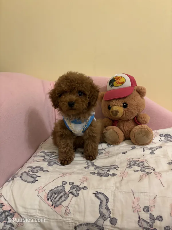 Leo toy poodle 