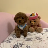 Leo toy poodle , a male Poodle - Toy  for sale in Laurel, MD – Photo 1 of 10