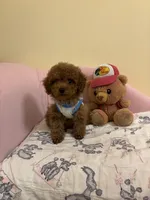 Leo toy poodle , a male Poodle - Toy  for sale in Laurel, MD – Photo 1 of 10
