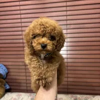 Leo toy poodle , a male Poodle - Toy  for sale in Laurel, MD – Photo 7 of 10