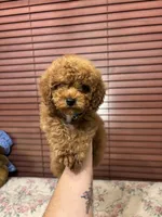 Leo toy poodle , a male Poodle - Toy  for sale in Laurel, MD – Photo 7 of 10