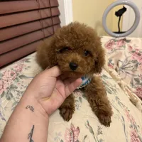 Leo toy poodle , a male Poodle - Toy  for sale in Laurel, MD – Photo 6 of 10