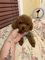 Leo toy poodle , a male Poodle - Toy  for sale in Laurel, MD – Photo 6 of 10