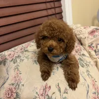 Leo toy poodle , a male Poodle - Toy  for sale in Laurel, MD – Photo 10 of 10