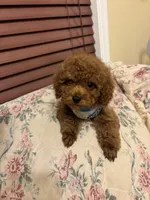 Leo toy poodle , a male Poodle - Toy  for sale in Laurel, MD – Photo 10 of 10